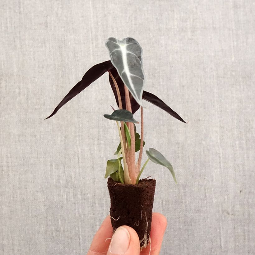 Alocasia  Bambino - Oreille d'éléphant naine, Alocasia nain Root ball 5cm x 7cm sample as delivered in spring