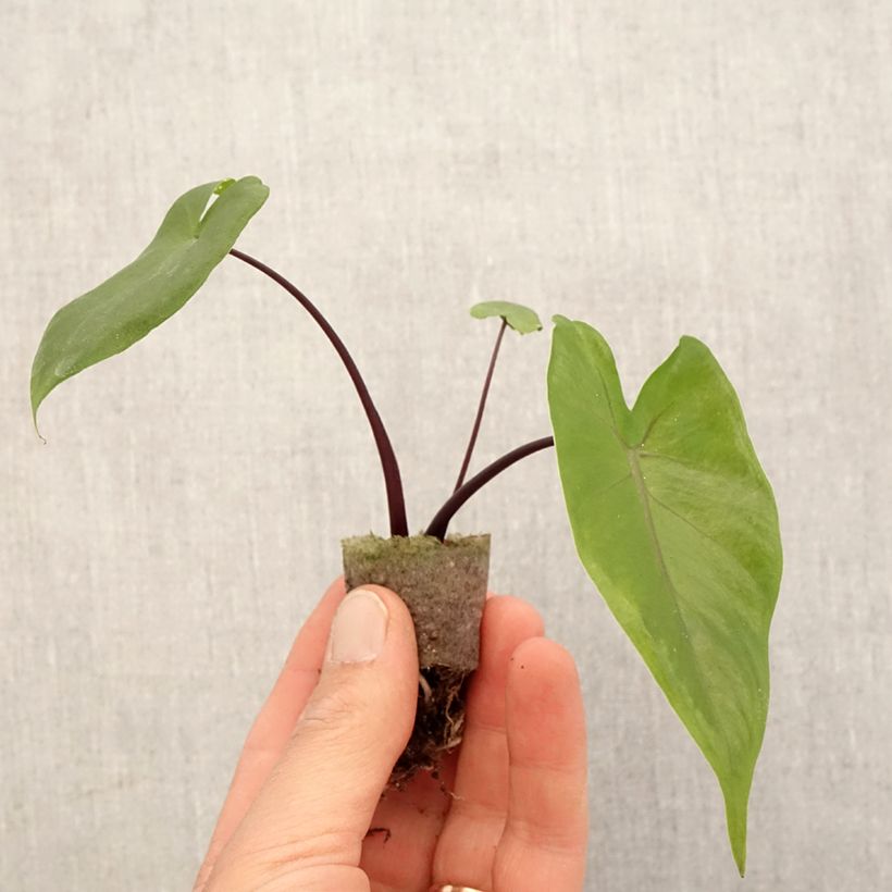 Alocasia macrorrhizos Violacea - Oreja de elefante Mini-plante sample as delivered in spring