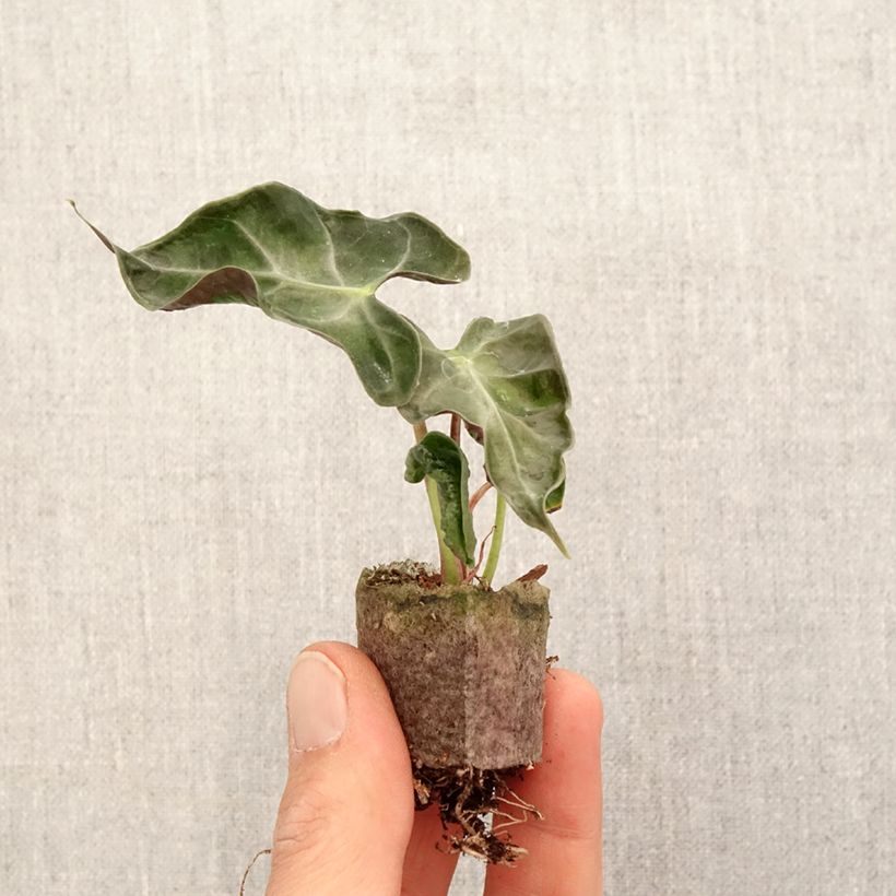 Alocasia  Loco - Oreille d'éléphant hybride Plug plant 3/4cm sample as delivered in spring