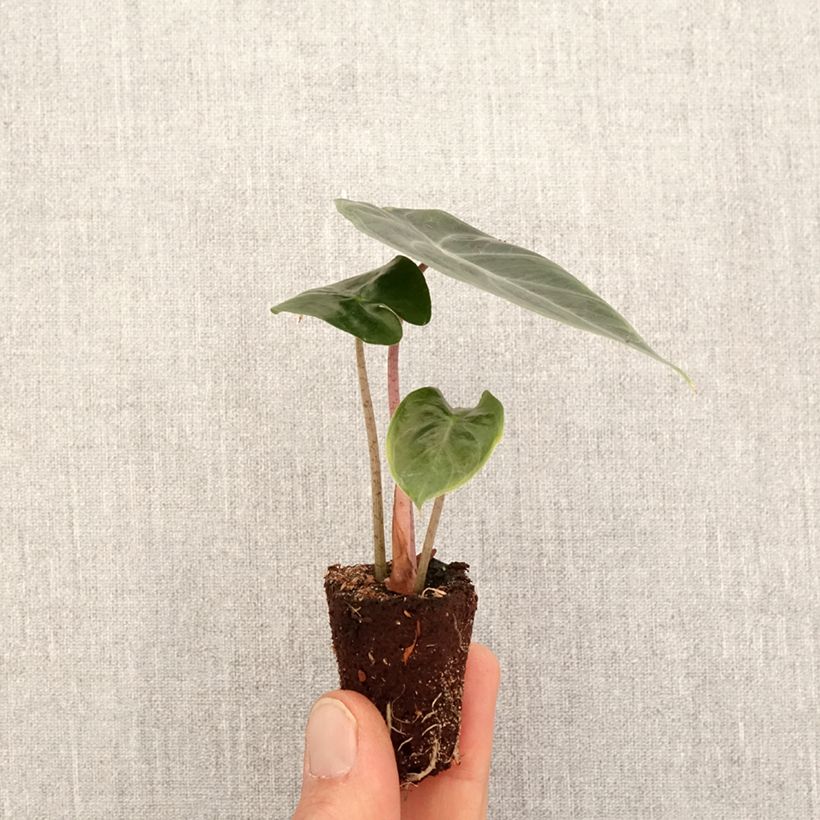Alocasia Pink Dragon - Oreja de elefante Mini-plante sample as delivered in spring