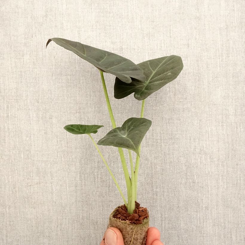 Alocasia Regal Shields - Elephant ear Mini-plante sample as delivered in spring