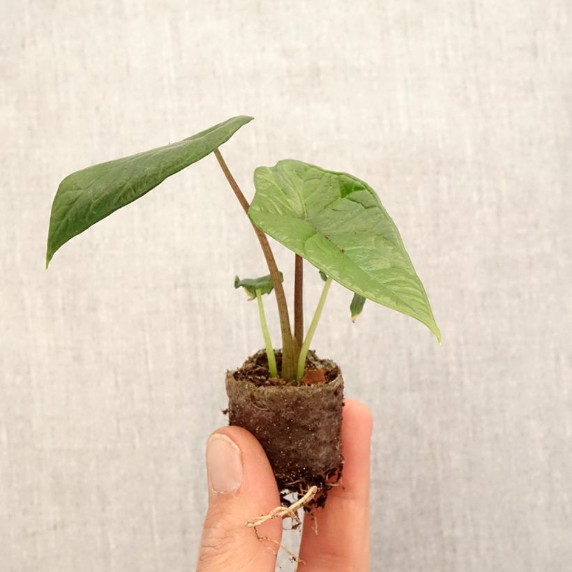 Alocasia scalprum - Oreja de elefante Mini-plante sample as delivered in spring