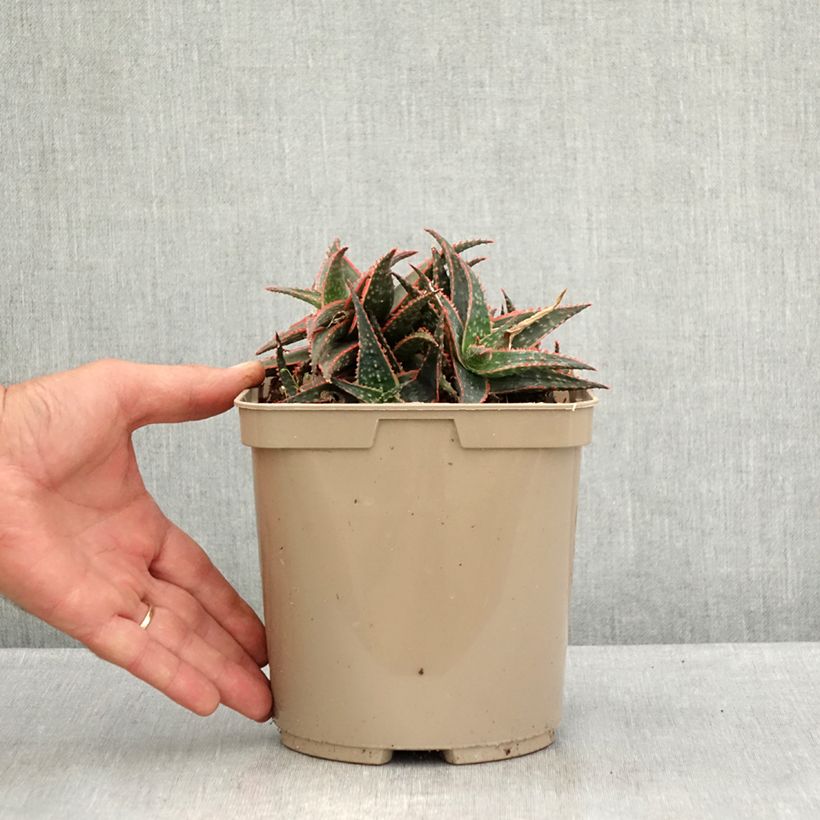 Aloe Christmas Carol  3L/4L pot sample as delivered in summer