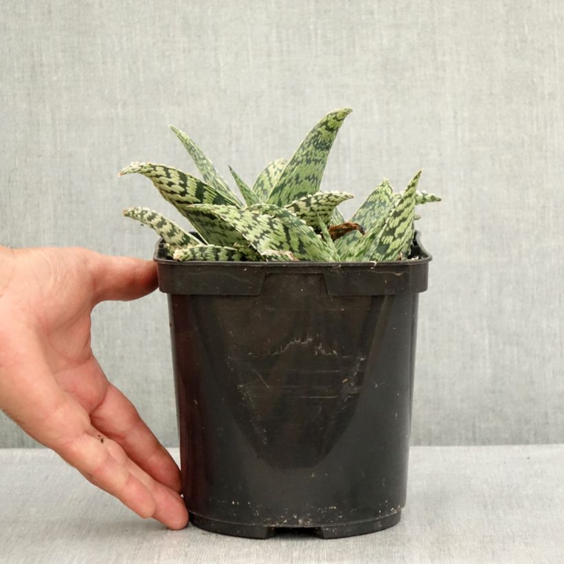 Aloe Delta Lights 3L/4L pot sample as delivered in summer