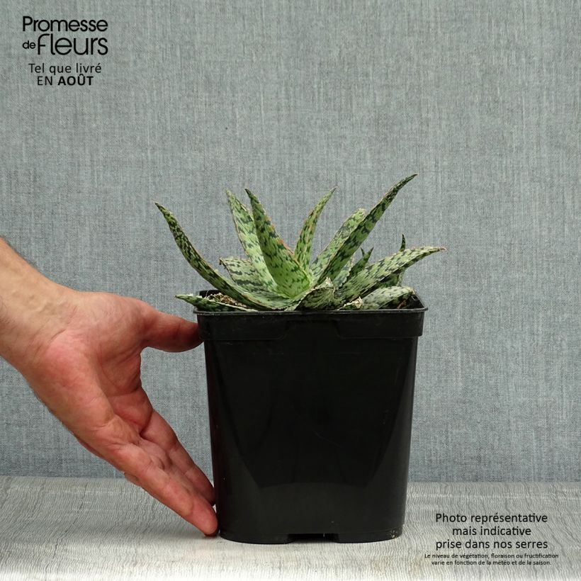 Aloe x rauhii Cleopatra 2L/3L pot sample as delivered in summer