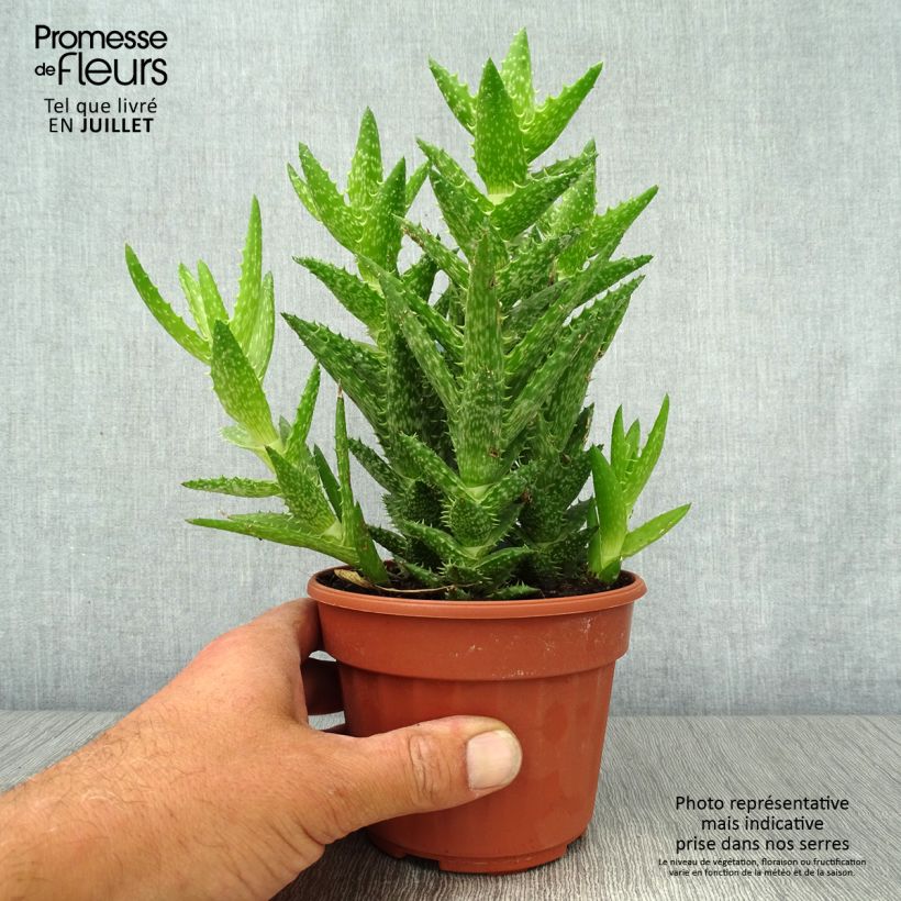 Aloe squarrosa  12cm pot sample as delivered in summer