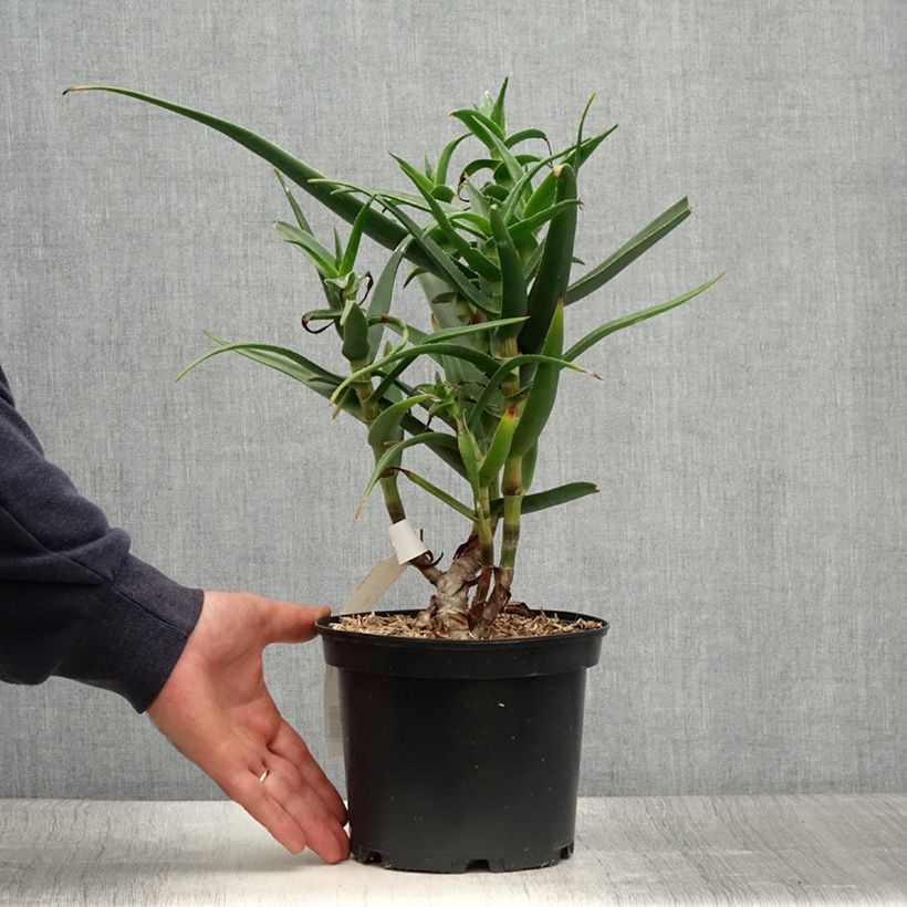 Aloe striatula 2L/3L pot sample as delivered in summer