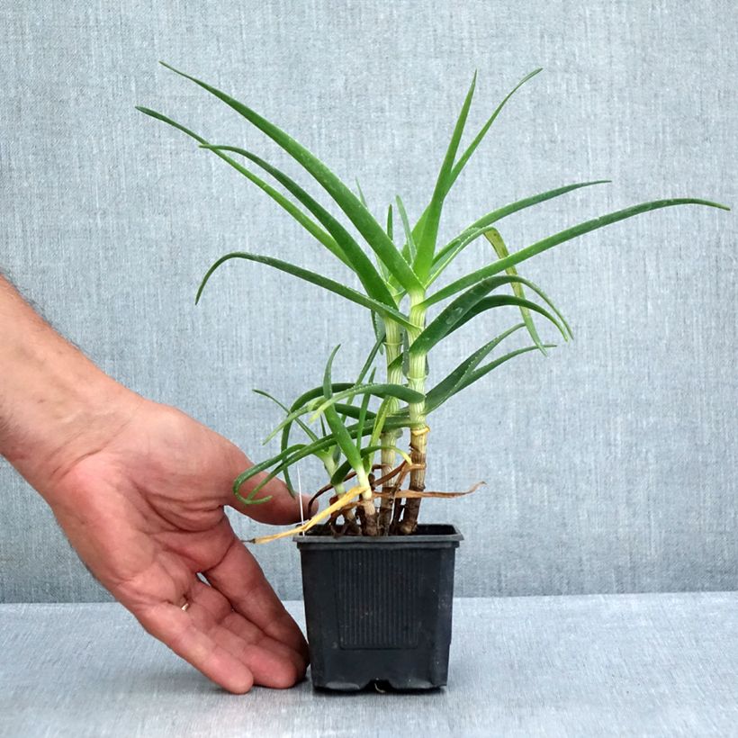 Aloe striatula ArticJungle 8/9 cm pot sample as delivered in summer