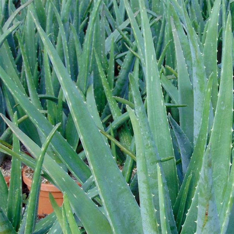 Aloe vera  (Foliage)