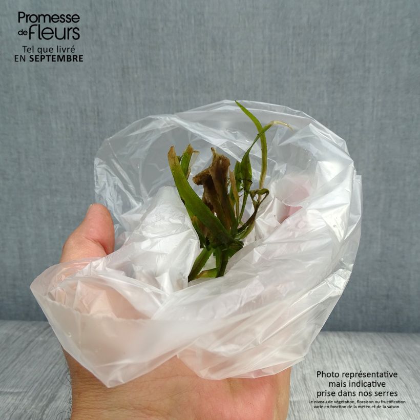 Stratiotes aloides  Tin sample as delivered in autumn