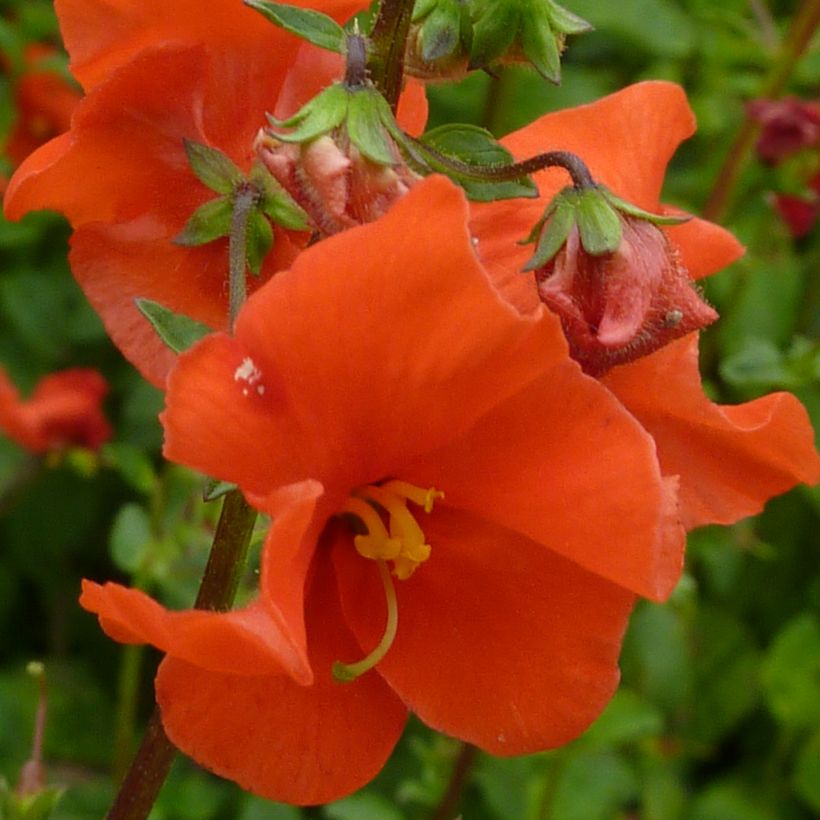 Alonsoa meridionalis Fireball (Flowering)