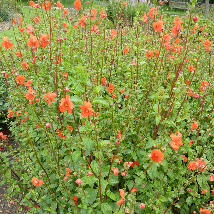 Alonsoa meridionalis Fireball (Plant habit)