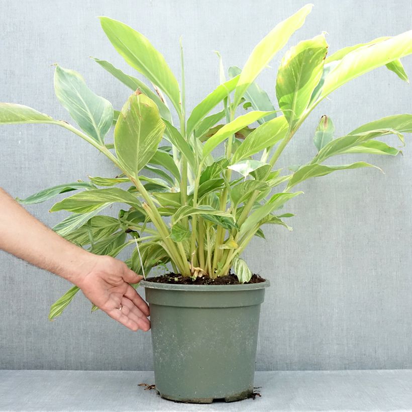Alpinia zerumbet Variegata 4L/5L pot sample as delivered in summer