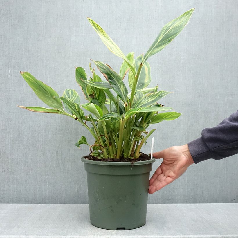 Alpinia zerumbet Variegata 7.5L/10L pot sample as delivered in spring