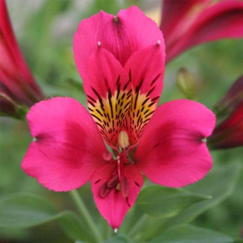 Alstroemeria Duc d'Anjou Arthur (Flowering)