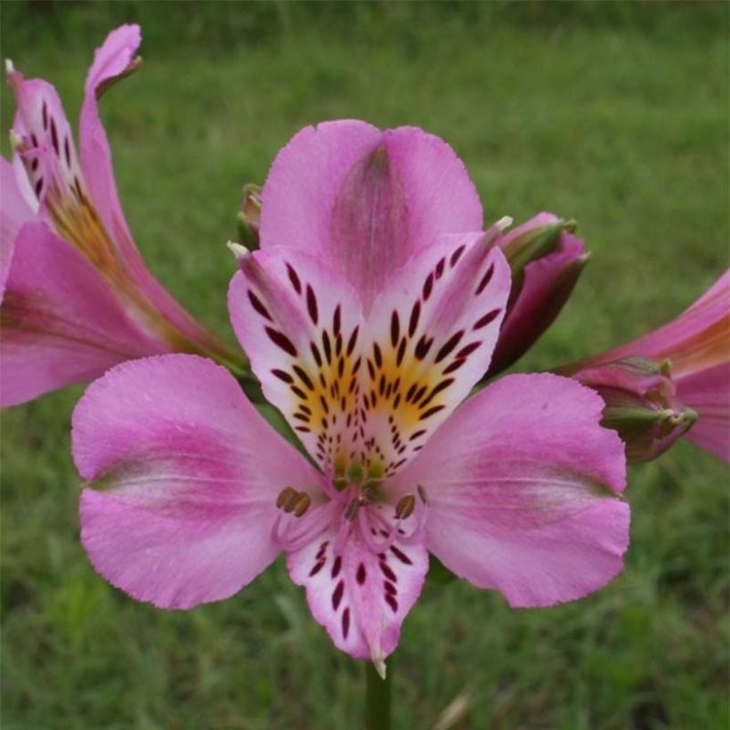 Alstroemeria Duc d'Anjou Charles (Flowering)