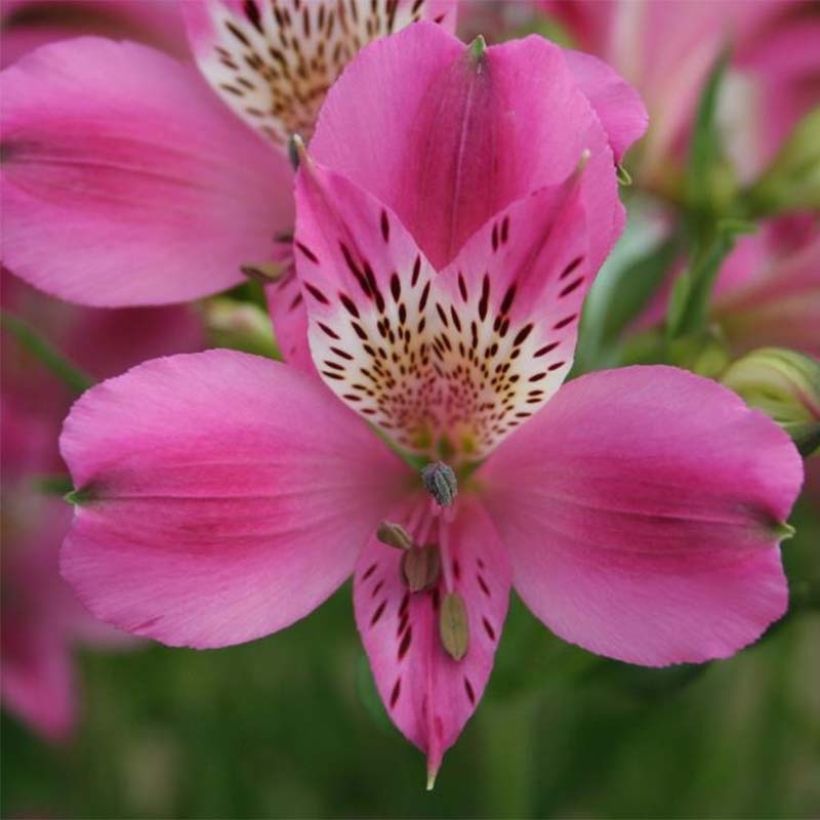 Alstroemeria Duc d'Anjou Edouard (Flowering)