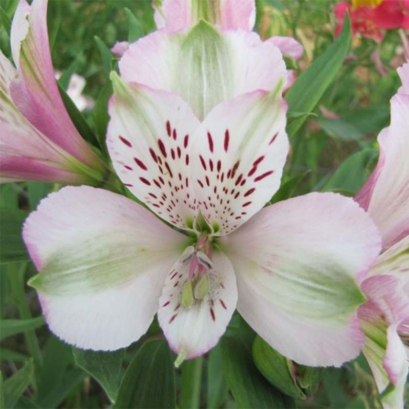 Alstroemeria Duc d'Anjou François (Flowering)