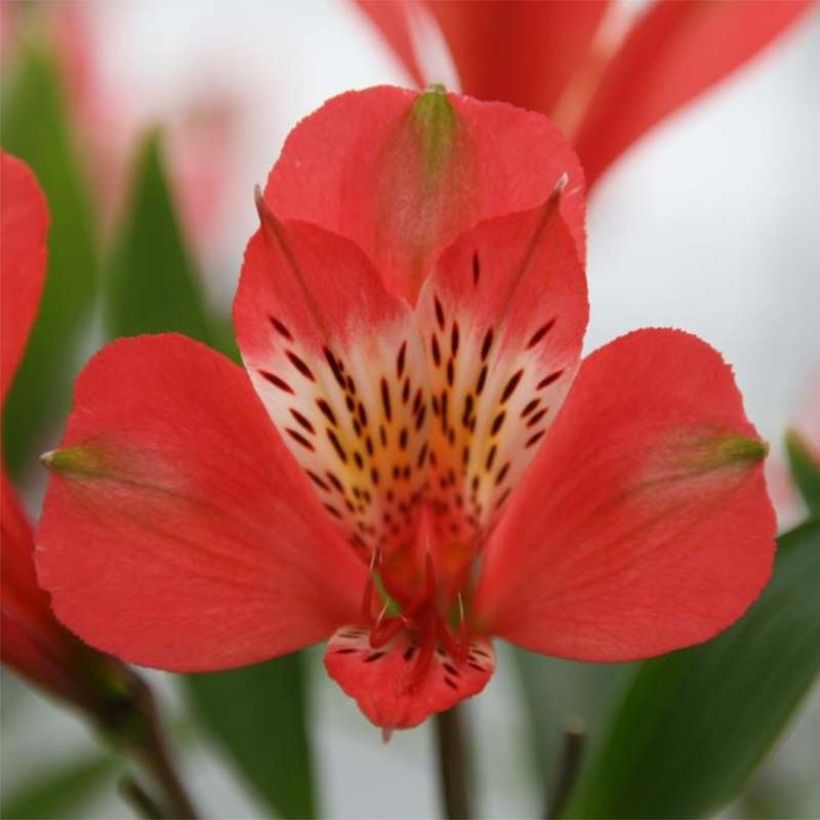 Alstroemeria Duc d'Anjou Louis (Flowering)