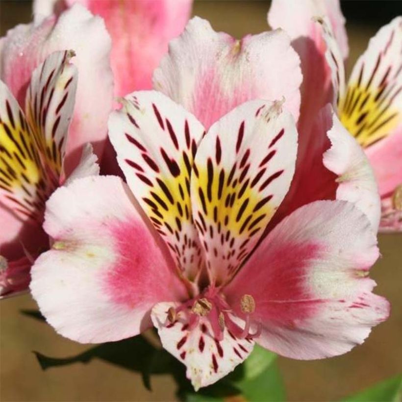 Alstroemeria Duc d'Anjou William (Flowering)