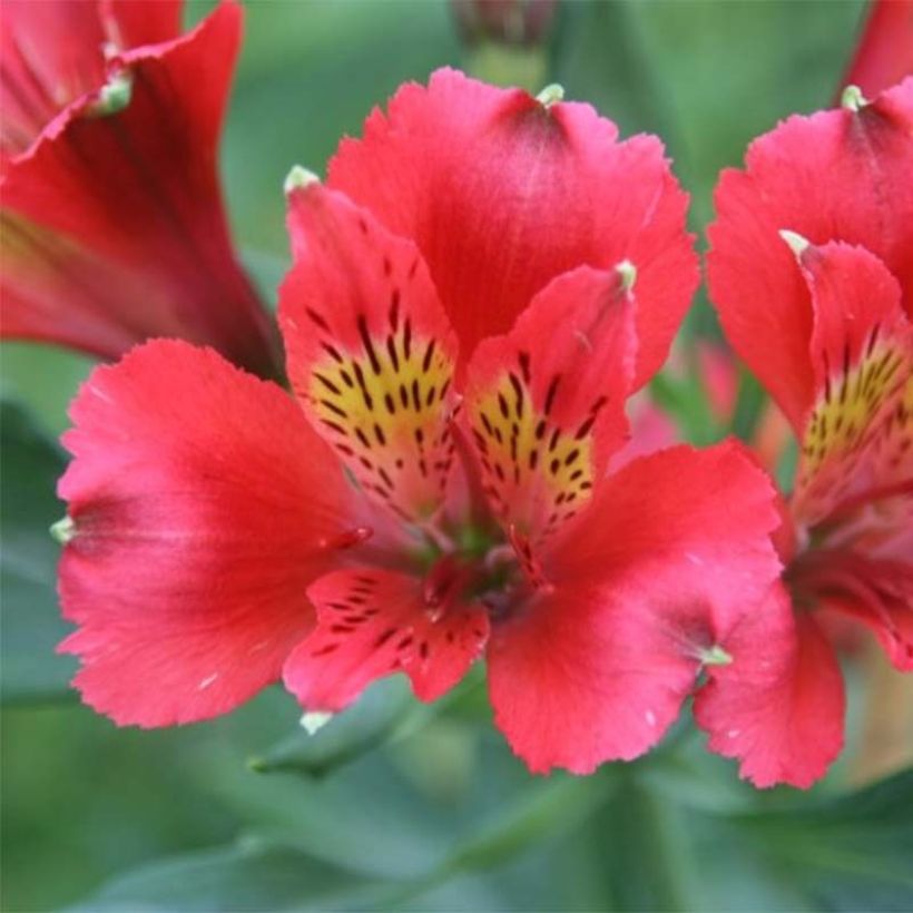 Alstroemeria Duchesses d'Anjou Diane (Flowering)