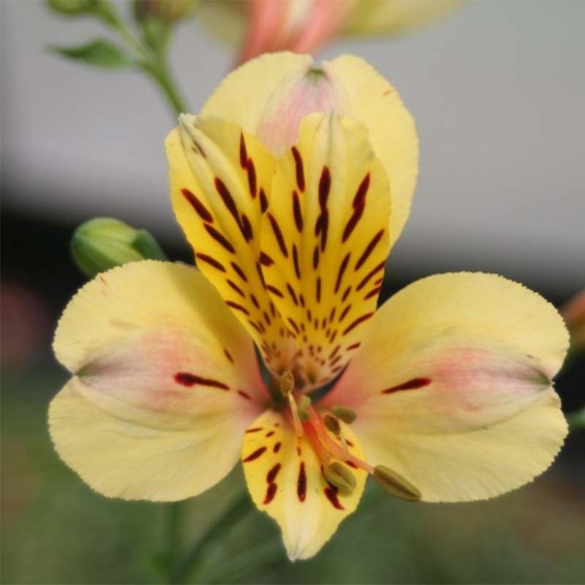 Alstroemeria  Majestic Layon (Flowering)