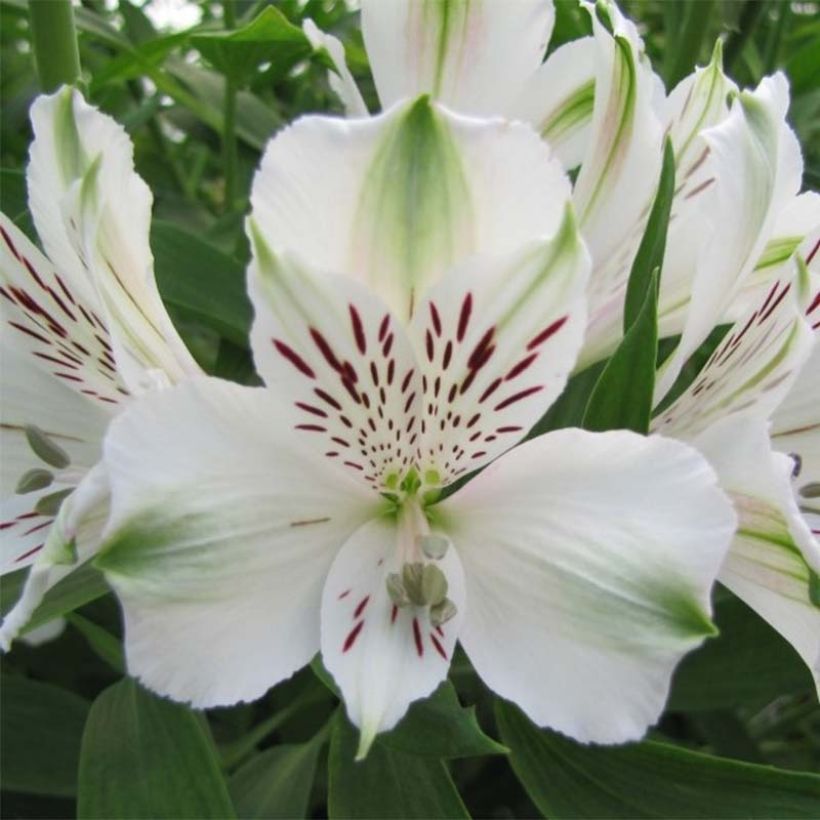 Alstroemeria Majestic Mazé (Flowering)