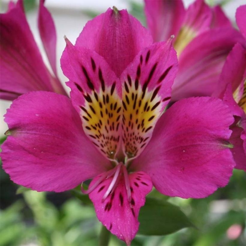 Alstroemeria Majestic Montsoreau (Flowering)