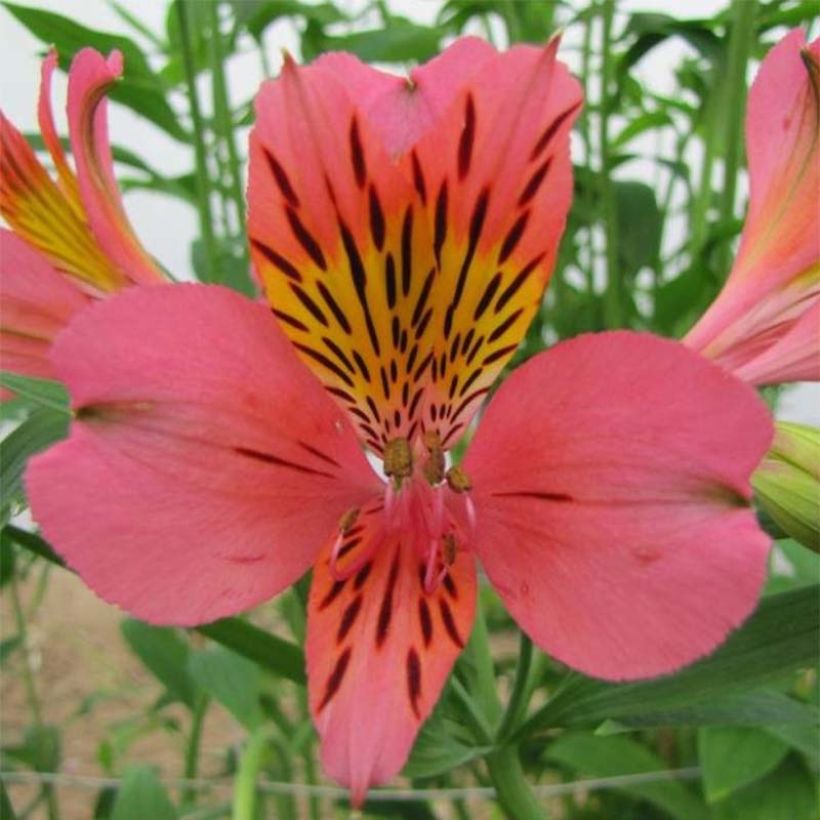 Alstroemeria Majestic Tiercé (Flowering)