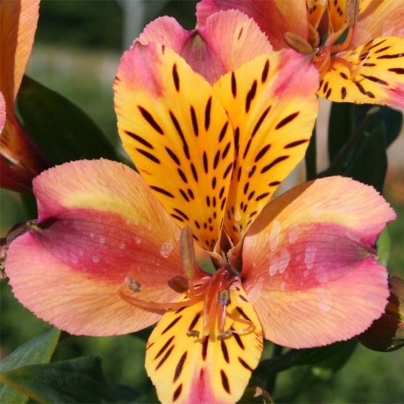 Alstroemeria Majestic Aubance (Flowering)