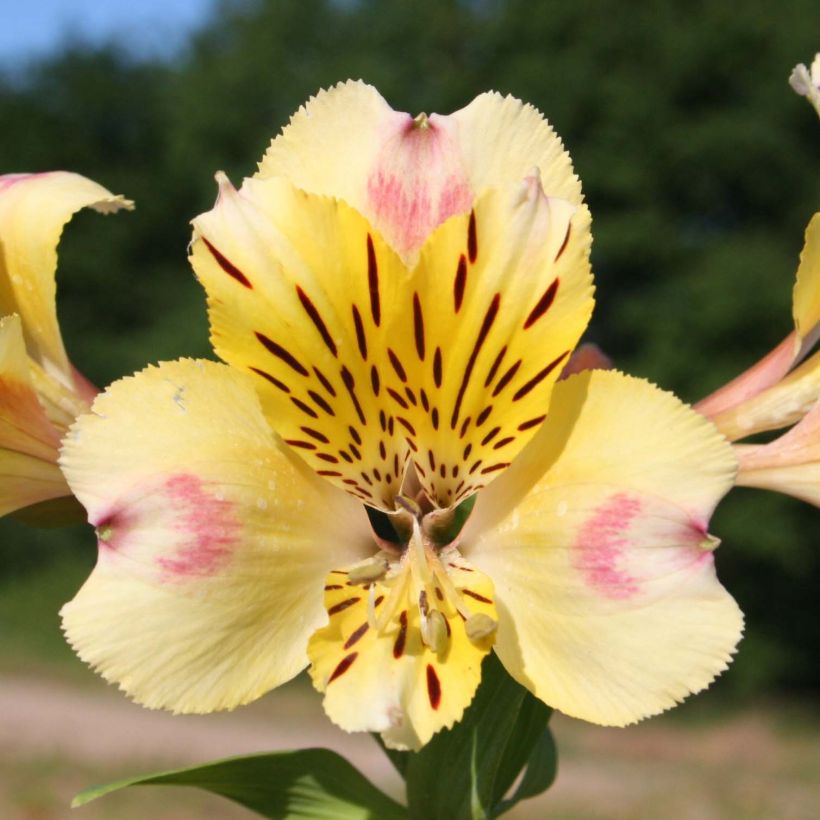 Alstroemeria Majestic Briancon (Flowering)