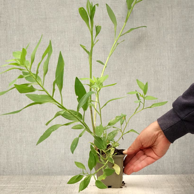 Alstroemeria Majestic Briancon 8/9 cm pot sample as delivered in summer