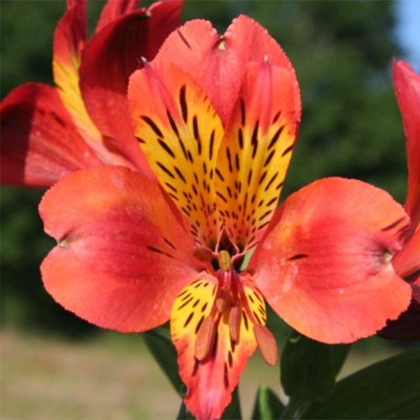 Alstroemeria Majestic Brissac (Flowering)