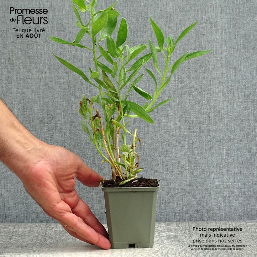 Alstroemeria Majestic Fougere 8/9 cm pot sample as delivered in summer