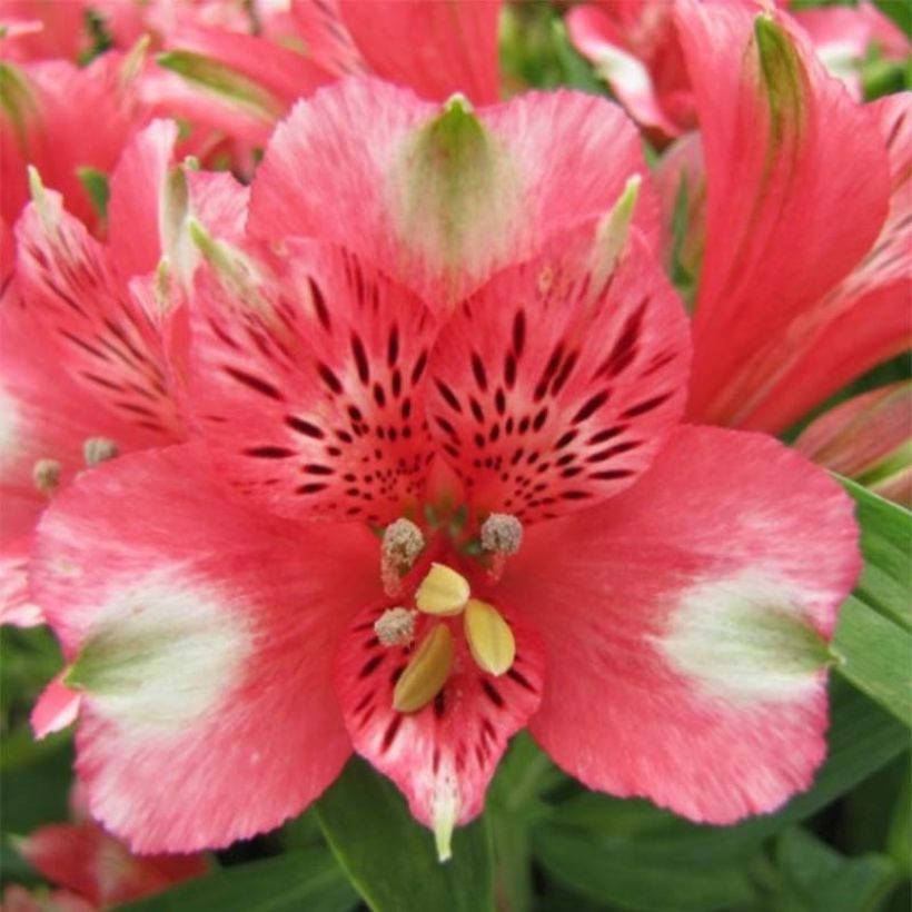 Alstroemeria Pitchounes Chloé (Flowering)