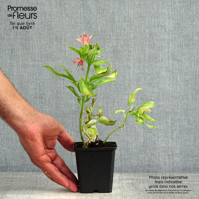 Alstroemeria Pitchounes Chloé 8/9 cm pot sample as delivered in summer
