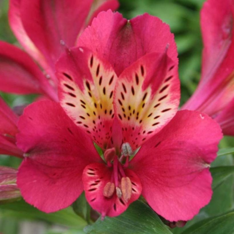 Alstroemeria Pitchounes Gaspard (Flowering)