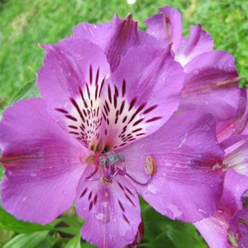 Alstroemeria Pitchounes Lucas (Flowering)