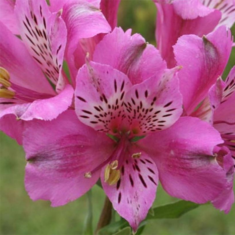 Alstroemeria Pitchounes Oceane (Flowering)