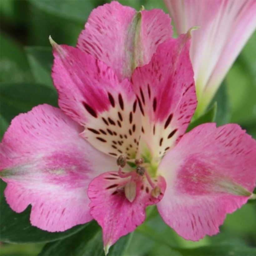 Alstroemeria Pitchounes Rosie (Flowering)