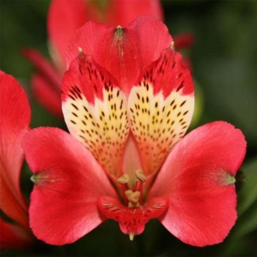 Alstroemeria Pitchounes Stella (Flowering)