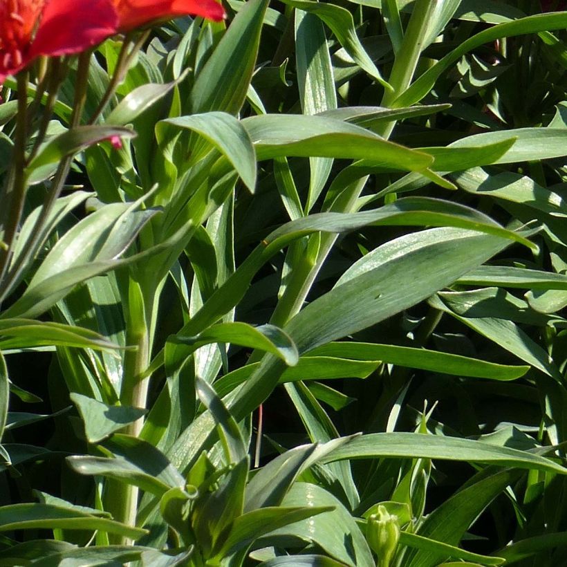 Alstroemeria Summer Paradise Summer Red (Foliage)