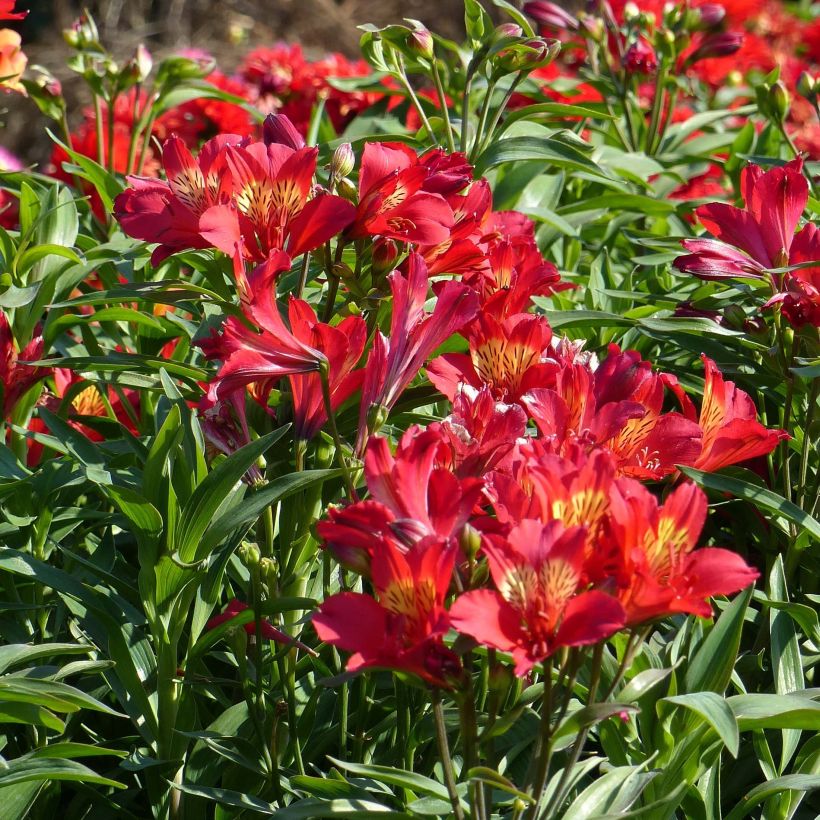 Alstroemeria Summer Paradise Summer Red (Flowering)