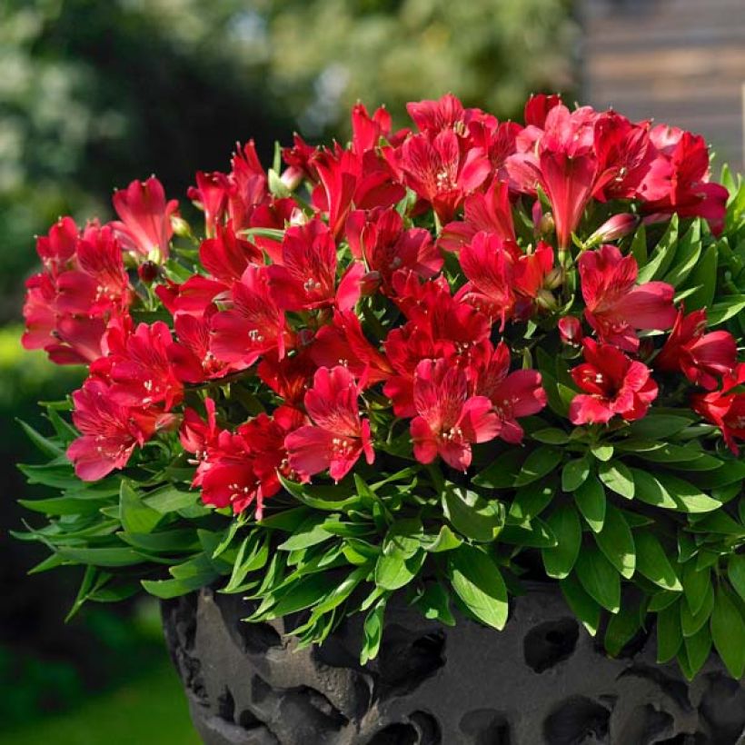 Alstroemeria Inticancha Valentino - Peruvian Lily (Plant habit)