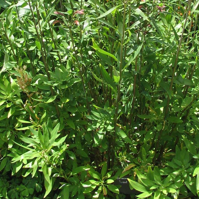 Alstroemeria Rock 'N' Roll - Peruvian Lily (Foliage)