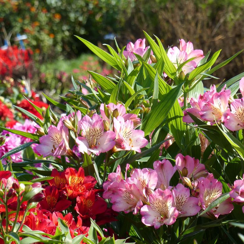 Alstroemeria Summer Paradise Summer Break (Flowering)