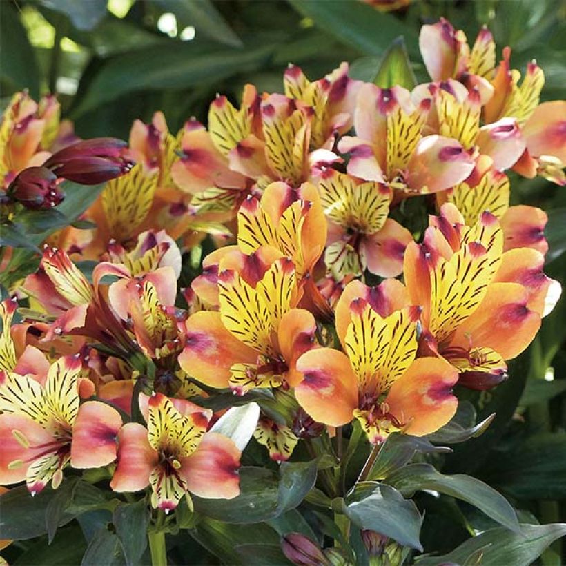 Alstroemeria Indian Summer (Flowering)