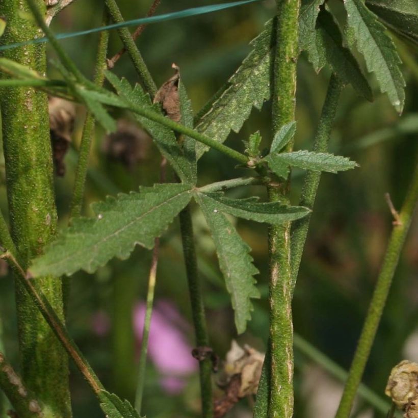 Althaea cannabina (Foliage)