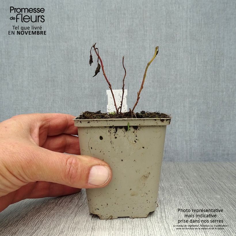 Althaea cannabina 8/9 cm pot sample as delivered in autumn