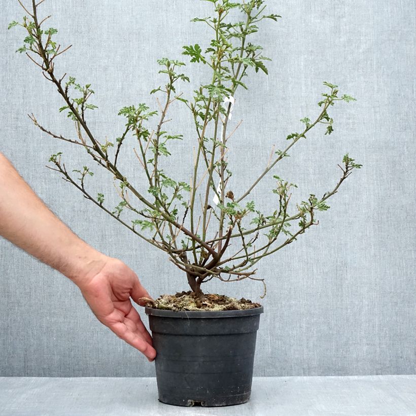 Alyogyne huegelii Santa Cruz 3L/4L pot sample as delivered in summer